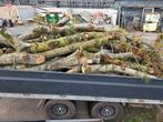 Brandhout, Tuin en Terras, Minder dan 3 m³, Ophalen of Verzenden
