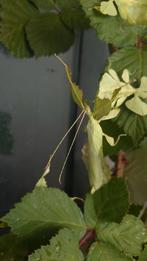 PSG 72 – Phyllium giganteum  wandelende bladeren, Dieren en Toebehoren, Insecten en Spinnen, Wandelende tak
