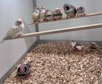 Zebravinken, Meerdere dieren, Tropenvogel