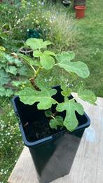 Vijg, Tuin en Terras, Planten | Fruitbomen, Ophalen, Minder dan 100 cm, Volle zon, Vijgenboom