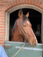 Bijna 2 jarig ruin, Dieren en Toebehoren, Paarden, Gechipt, Ruin, 0 tot 2 jaar, Tuigpaard