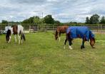 ‼️Prachtige bonte 2 jarige zangersheide merrie‼️, Merrie, Springpaard, Gechipt, Niet van toepassing