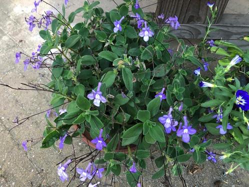 Kaapse primula Streptocarpus, Tuin en Terras, Planten | Tuinplanten, Vaste plant, Overige soorten, Halfschaduw, Zomer, Ophalen of Verzenden