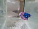 Betta splendens super delta kempvis man, Dieren en Toebehoren, Vissen | Aquariumvissen, Vis, Zoetwatervis