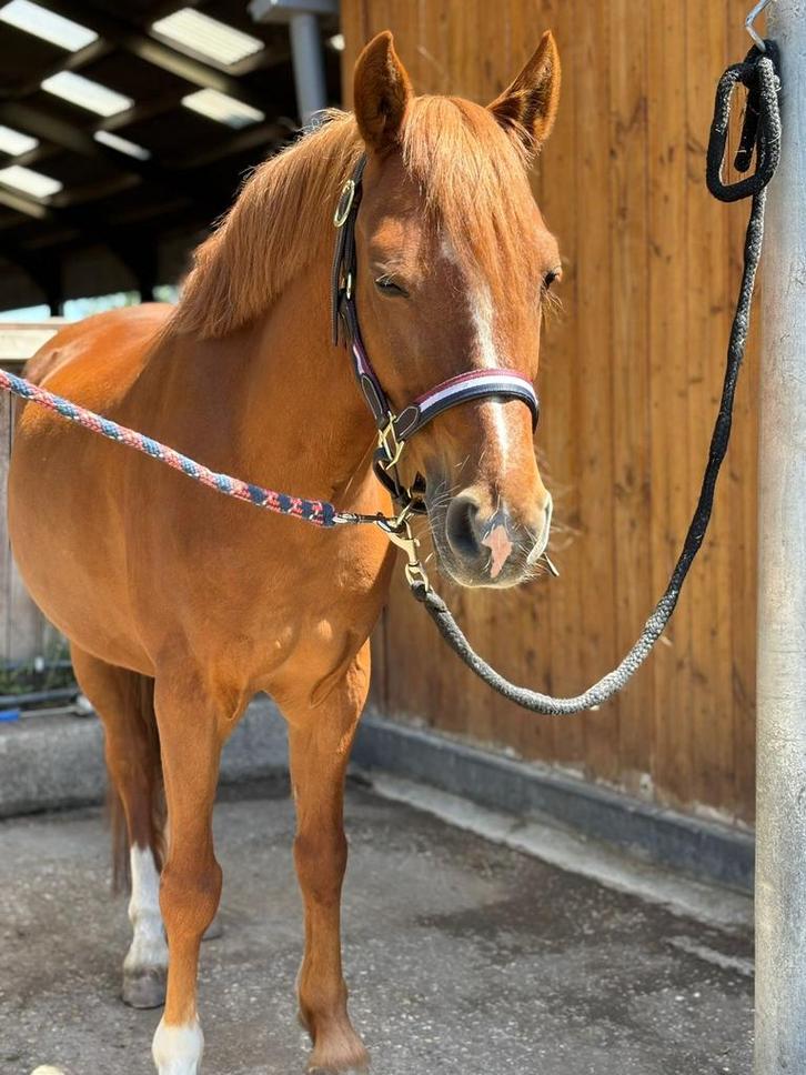 Onwijs lieve en eerlijke pony te koop!, Dieren en Toebehoren, Pony's, Ruin, B, C pony (1.27m tot 1.37m), Springpony, 11 jaar of ouder