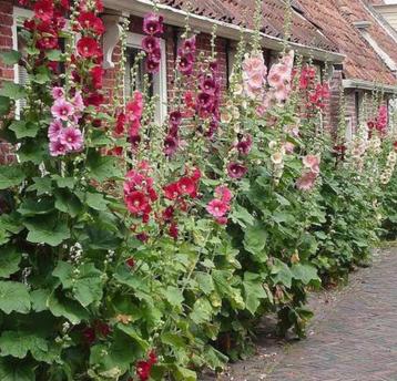 Stokrozen beschikbaar voor biedingen