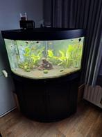 Hoek aquarium, Dieren en Toebehoren, Ophalen, Zo goed als nieuw, Leeg aquarium