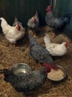 Jonge mechelse koekoek hanen, Dieren en Toebehoren, Pluimvee, Mannelijk, Kip