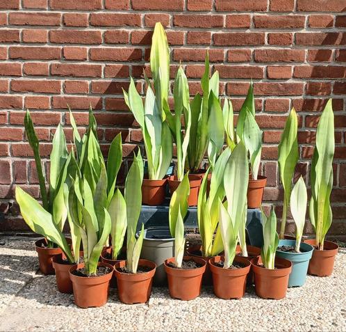 Sanseveria (makkelijke kamerplant), Tuin en Terras, Planten | Tuinplanten, Halfschaduw, Ophalen