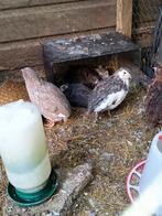 Japanse Kwartels, Dieren en Toebehoren, Pluimvee, Meerdere dieren, Overige soorten