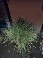 Siergrassen, Tuin en Terras, Planten | Tuinplanten, Ophalen, Siergrassen, Volledige schaduw