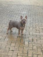 Franse bulldog dekreu niet te koop, Dieren en Toebehoren, Honden | Bulldogs, Pinschers en Molossers, Rabiës (hondsdolheid), Reu