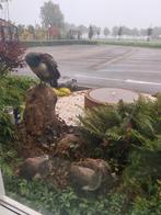 Pauwen, Dieren en Toebehoren, Pluimvee, Meerdere dieren, Overige soorten
