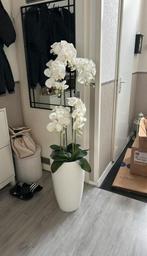 Grote Orchidee in pot, Ophalen, Overige soorten, In pot, 100 tot 150 cm