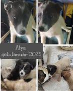 Husky pups ter adoptie, asielhondjes, geen broodfok, Dieren en Toebehoren, Honden | Niet-rashonden, Particulier, Rabiës (hondsdolheid)