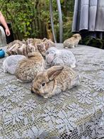 Nederlandse Dwerghangoren 5 stuks mogen het nest verlaten., Dieren en Toebehoren, Minder dan 60 cm, Kooi, Minder dan 75 cm, Ophalen of Verzenden