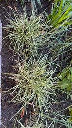Carex oshimensis 'Evergold'​​. Groenblijvend, Ophalen of Verzenden, Siergrassen, Halfschaduw