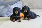 Black and Tan Langhaar dwerg Teckel pups, Nederland, CDV (hondenziekte), 8 tot 15 weken, Dwerg