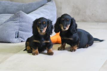 Black and Tan Langhaar dwerg Teckel pups beschikbaar voor biedingen