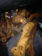 3 opgezette dieren, Verzamelen, Dierenverzamelingen, Ophalen of Verzenden, Zo goed als nieuw, Wild dier, Opgezet dier