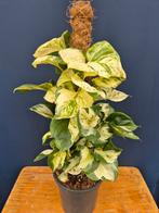 Epipremnum pinnatum Manjula p17, Huis en Inrichting, Kamerplanten, Ophalen of Verzenden, Halfschaduw, Minder dan 100 cm