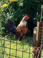 Serama / hollandse kriel haantje, Dieren en Toebehoren, Pluimvee, Mannelijk, Kip