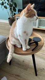 VERMIST - Onze kat Stip, Dieren en Toebehoren, Vermiste en Gevonden Dieren, Kat