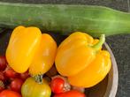 Zakje zaden van gele of rode  paprika, Ophalen of Verzenden, Voorjaar, Volle zon, Zaad
