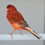 Rood factor kanaries, Dieren en Toebehoren, Vogels | Kanaries, Meerdere dieren, Kleurkanarie