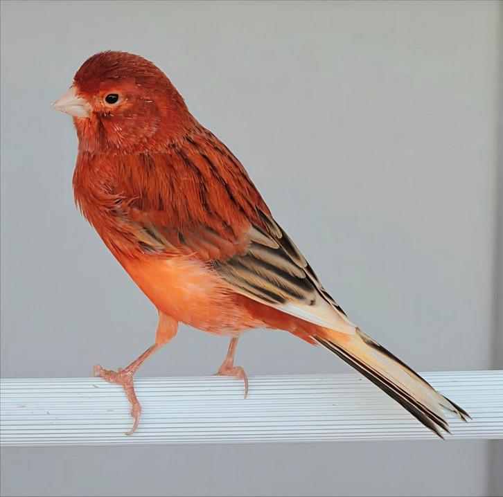 Rood factor kanaries, Dieren en Toebehoren, Vogels | Kanaries, Kleurkanarie, Meerdere dieren