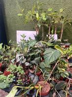 Gratis planten, Huis en Inrichting, Kamerplanten, Ophalen, Overige soorten, Minder dan 100 cm