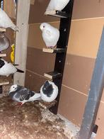 Jong duiven te koop, Dieren en Toebehoren, Vogels | Duiven, Geslacht onbekend, Overige soorten