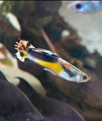 Guppy, Dieren en Toebehoren, Vissen | Aquariumvissen, Vis