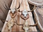 geweien eland en ree, horens koe, schedels, Ophalen of Verzenden, Nieuw, Wild dier, Gewei of Kop