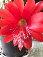 epiphyllum cactus ackermannii gewortelde stekken, Minder dan 100 cm, Bloeiende kamerplant, Halfschaduw, Ophalen of Verzenden