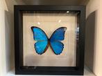 Morpho Didius in lijst 25 x 25 cm met beschadiging, Verzamelen, Dierenverzamelingen, Ophalen of Verzenden, Nieuw, Overige soorten