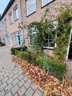 Tuinman gezocht, Tuinonderhoud of Snoeiwerk