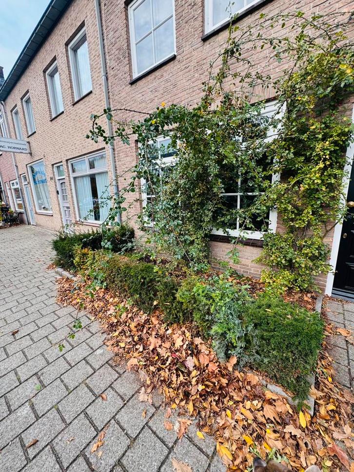 Tuinman gezocht, Diensten en Vakmensen, Tuinmannen en Stratenmakers, Tuinonderhoud of Snoeiwerk