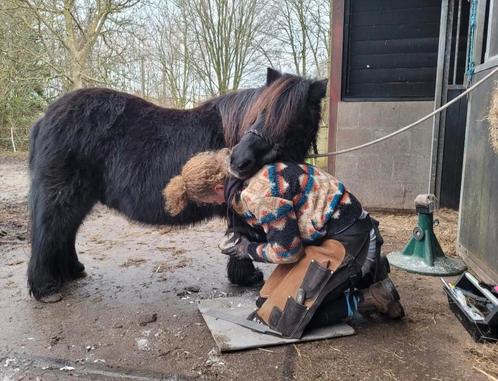 Bekapper voor paarden en pony's, Diensten en Vakmensen, Dieren | Paarden | Verzorging, Oppas en Les