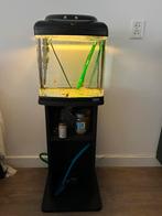 Aquarium met toebehoren en vissen, Ophalen, Gevuld zoetwateraquarium