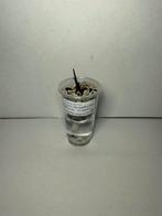 Alocasia macrorrhiza black stem albo variegata, Huis en Inrichting, Kamerplanten, Ophalen of Verzenden, Halfschaduw, Minder dan 100 cm