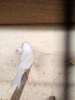 Kanarie, Dieren en Toebehoren, Vogels | Kanaries, Meerdere dieren, Kleurkanarie