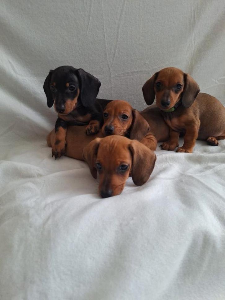 Nog 2 schitterende dwergteckel gladhaar puppy's, Dieren en Toebehoren, Honden | Teckels en Dashonden, Meerdere dieren, Korthaar