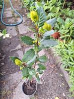 Laurier planten te koop, Vaste plant, Ophalen of Verzenden, Halfschaduw, Kruiden