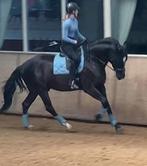Equistrian stockholm steel blue set | dekje | shirt | kappen, Ophalen of Verzenden, Zo goed als nieuw, Dekje