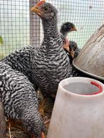Amrock haan 8 weken oud, Dieren en Toebehoren, Pluimvee, Mannelijk, Kip