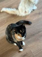 5 sterren huisje gezocht voor deze lieverd, Dieren en Toebehoren, Katten en Kittens | Raskatten | Langhaar, Poes