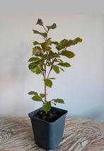 Fagus Sylvatica Beuk  - Bonsai starter, Tuin en Terras, Planten | Bomen, Bloeit niet, Halfschaduw, Minder dan 100 cm, Overige soorten