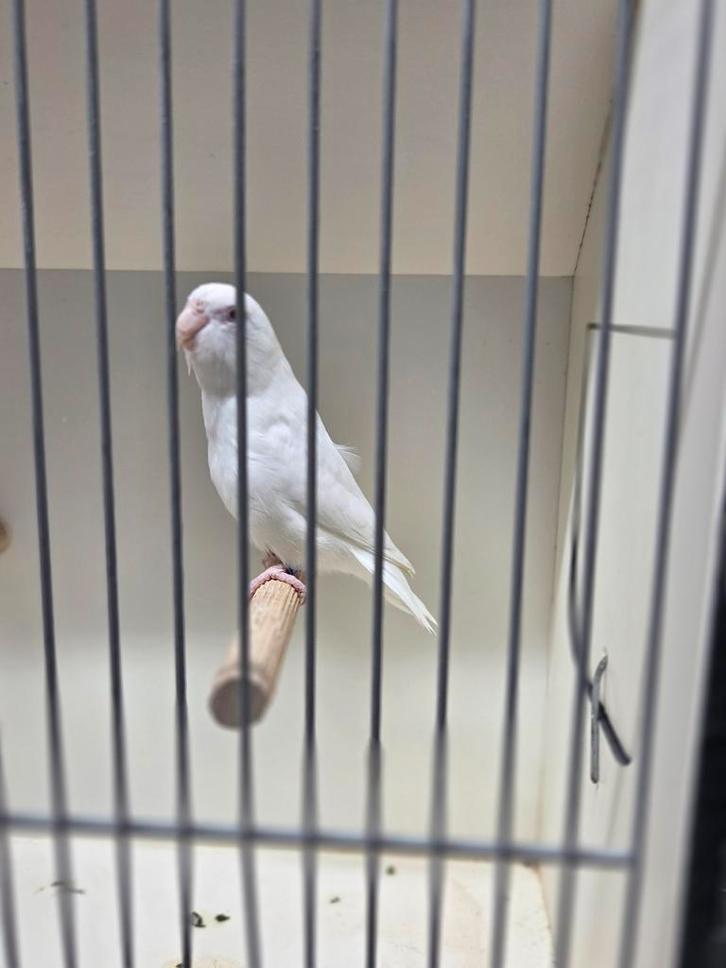 Forpus coelestis albino, Dieren en Toebehoren, Vogels | Overige Vogels, Mannelijk