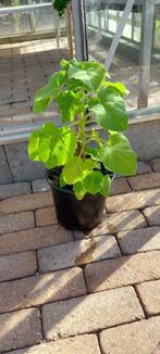 Tuinplanten; diverse stekken Anna Paulowna boom, Volle zon, Vaste plant, Lente, Ophalen